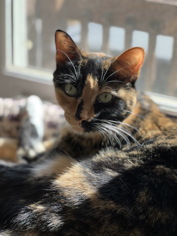 Magic the cat